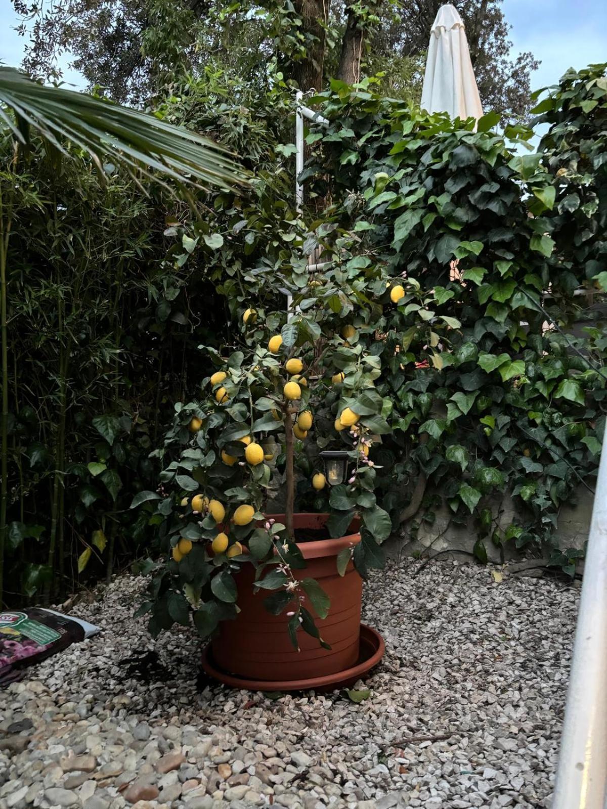 סגט ווראנייצה Apartament Abi מראה חיצוני תמונה